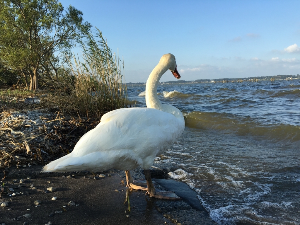 f:id:corbo93:20170604005411j:plain