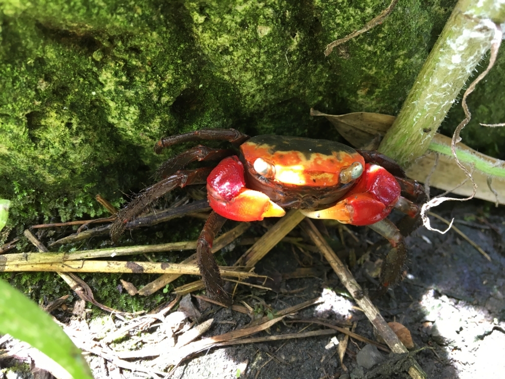 f:id:corbo93:20170702174656j:plain