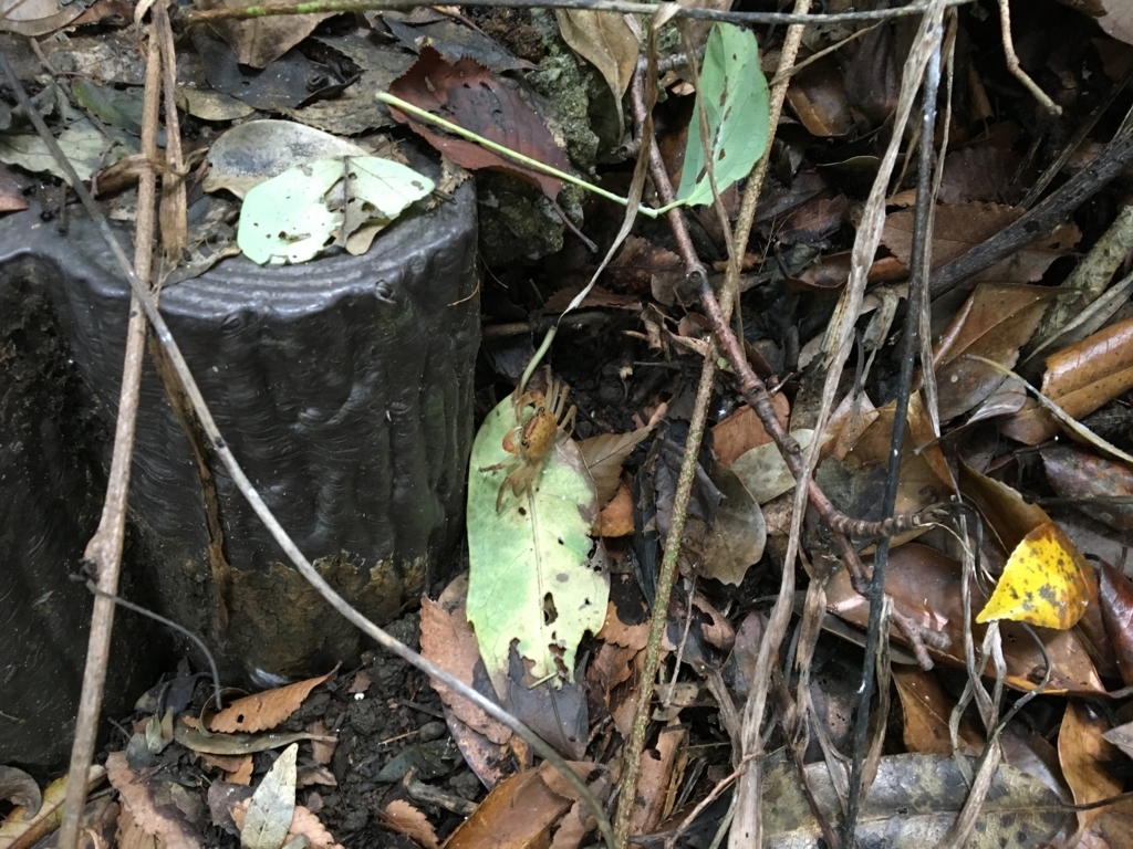 f:id:corbo93:20170702175048j:plain