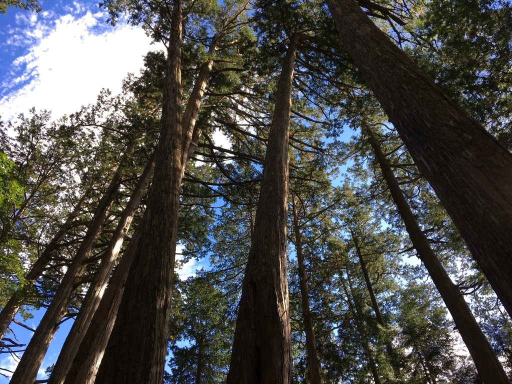 f:id:corbo93:20181108204208j:plain