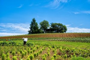 次のステップは農家？セミナーと現地体験を経験して見えた脱サラ農業