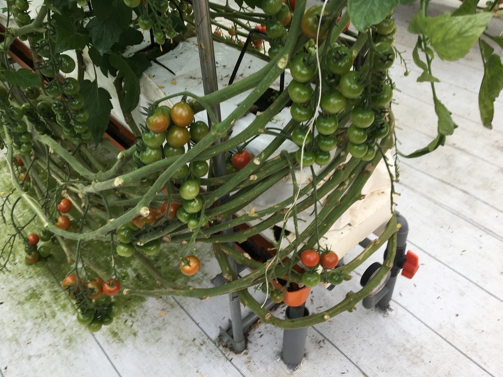 f:id:corbo93:20190221000548j:plain f:id:corbo93:20190221000548j:plain